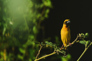 yellow billed hornbill