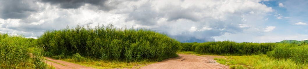 Panoramic view of Sesbania flower blooming inside reservoir with sky background