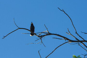 bird on a tree