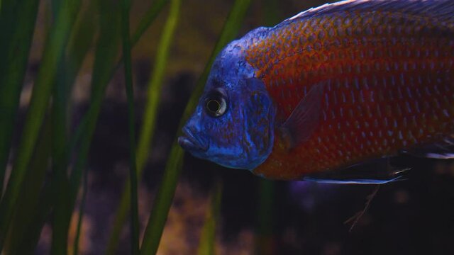 A blue and red cichlid floats with side fins moving gently beside some plants.
