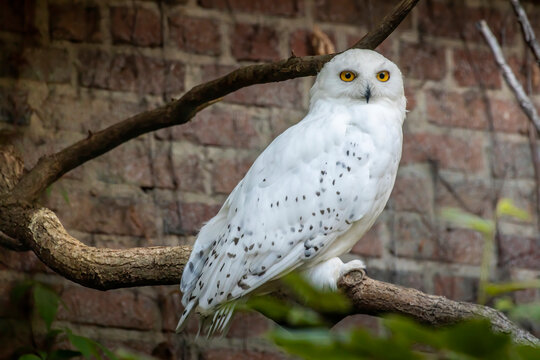 A snow owl sitting on a branch in its indoor enclosure in a zoo.