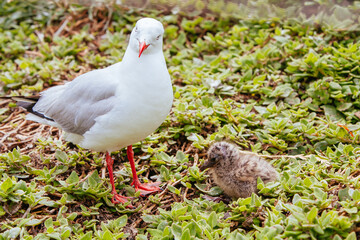 Baby Seagull Phillip Island Australia