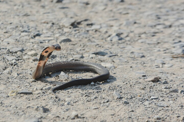 snake on the beach