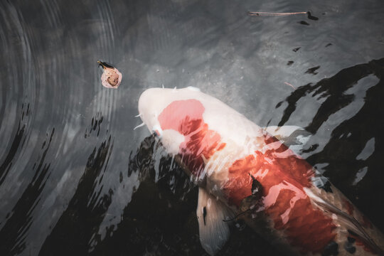 赤色の錦鯉が池の中で泳ぐ様子 日本庭園 © Akio Mic