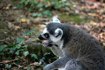 Portrait de singes