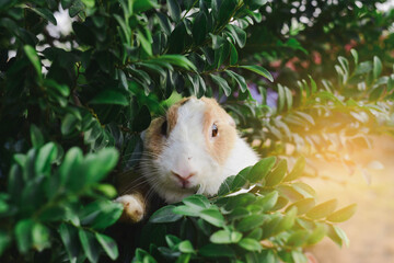 hamster in the garden