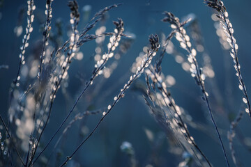 Dry dried flowers glowing in the sun on an autumn field. Soft selective focus.