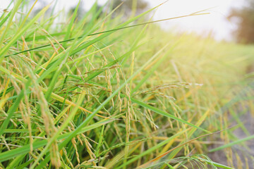 green grass background