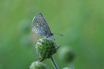 Nahansicht eines Schmetterlings  - Bläuling