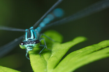 Dragonfly with big eyes close up sitting on a green leaf and looking at the camera