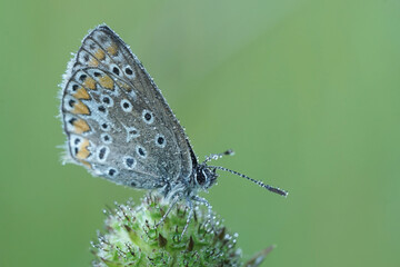 Tautropfen auf einen Schmetterling  - Bläuling 