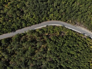 Fototapeta premium Road between the trees