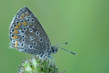 Tautropfen auf einen Schmetterling  - Bläuling 