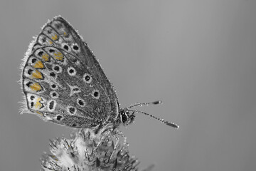 Tautropfen auf einen Schmetterling  - Bläuling 