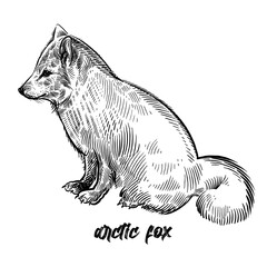 Arctic fox or polar fox. Black and white. Vintage.