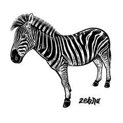 Fototapeta na wymiar Zebra. Animal of Africa. Black and white. Vintage.