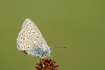 Nahansicht eines Schmetterlings  - Bläuling