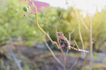 bird on a tree