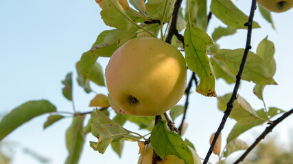 apple on a branch