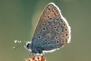 Nahansicht eines Schmetterlings  - Bläuling
