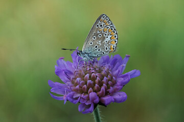 Schmetterling  - Bläuling - auf einer lila Blume