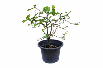 tree isolated on white