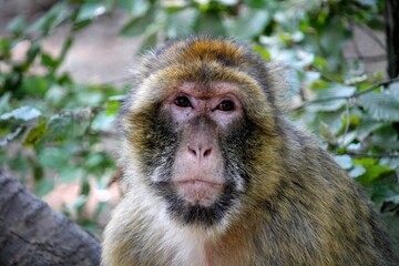 Portrait de singes