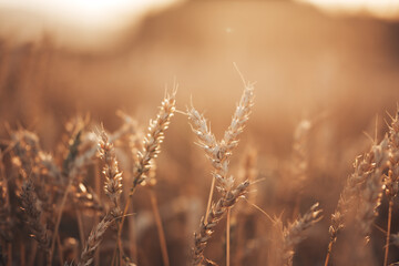 Fototapeta premium Beautiful wheat field in the countryside, late summer season.