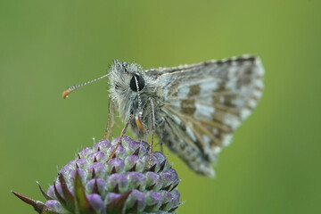 Nahansicht eines Schmetterlings - Kleiner Würfeldickkopf