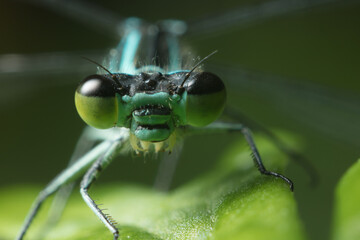 Dragonfly with big eyes close up sitting on a green leaf and looking at the camera