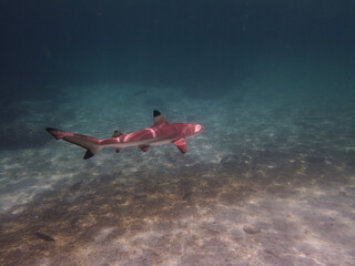A lone shark on the prowl in waters off the coast of Malaysia. Snorkeling. Underwater photography.
