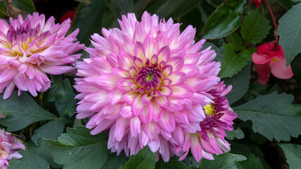 pink chrysanthemum flower