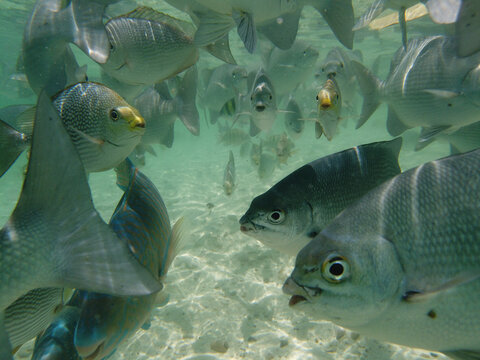 A flock of funny fish in the clear waters of the sea near the coast of Malaysia. Snorkeling. Underwater photography.