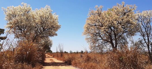 The white ipe is the great bride of the trees.