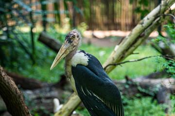 Marabou stork isolated on green background.