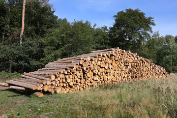 Gerodetes Holz im Harz