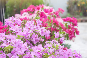 Purple and Magenta Bougainvillea flower bloom with sunlight in the garden on blur nature background.