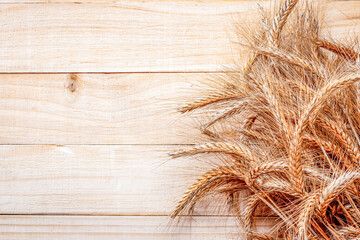 Barley grain. Whole, barley, harvest wheat sprouts. Wheat grain ear or rye spike plant on wooden...