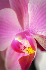 Fototapeta na wymiar details of the labellum and column of a doritaenopsis orchid