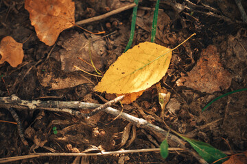 Fallen yellow leaves of trees lying on the ground, autumn time.
