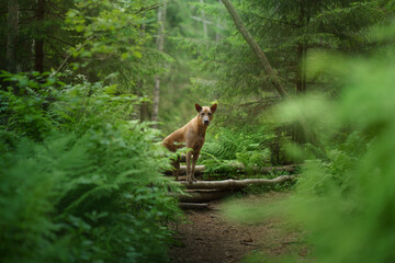 Fototapeta na wymiar dog in the forest. Red-haired Thai Ridgeback in nature.