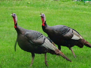 Fototapeta premium Turkey