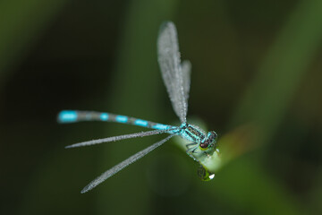 Dragonfly-arrow close-up, early morning in dewdrops