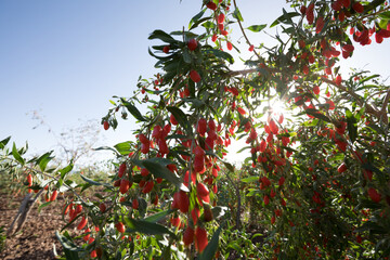 Goji berry fruits and plants in sunshine garden
