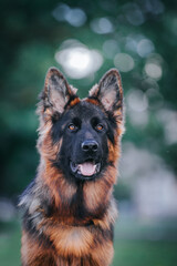 German shepherd dog posing outside. Happy and healthy dogs together. Two dogs outside.	