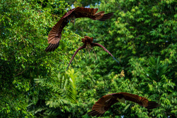 Three Brahminy kites flying in the air.