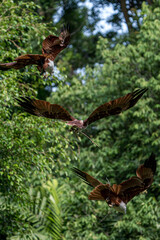 Three Brahminy kites flying in the air.