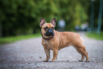 Fototapeta premium French bulldog posing outside in green background. Purebreed bulldog standing 