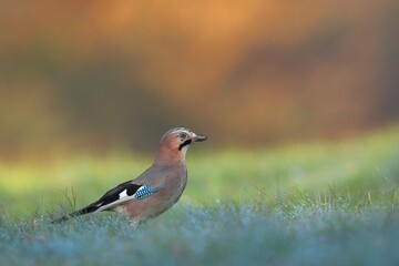 Eurasian jay, garrulus glandarius, standing on meadow in autumn with copy space. Small bird observing on field in fall nature. Colorful feathered animal looking on grassland from side view.