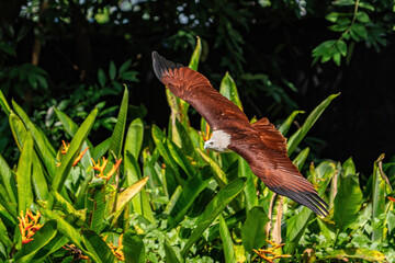 Brahminy kite flying in the air.